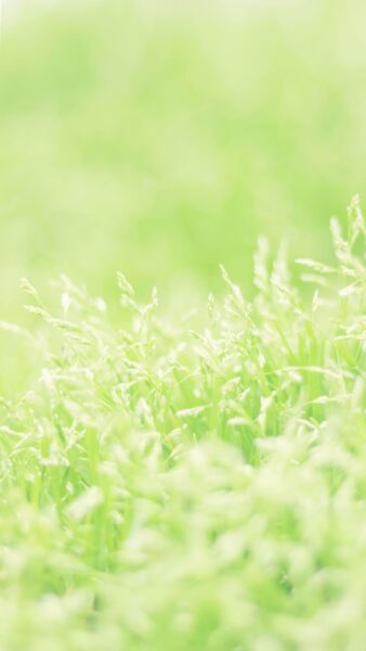 Hình nền lá cây xanh nhạt