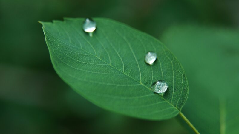 hình nền lá cây04