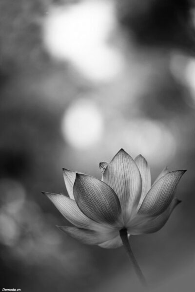 Ảnh buồn đám tang hoa Sen trắng