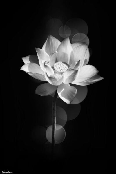 Hình ảnh buồn đám tang hoa Sen trắng nền đen