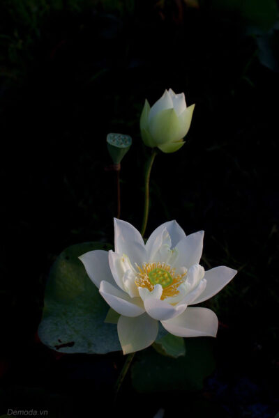 Hình ảnh hoa sen trắng nền đen cho điện thoại