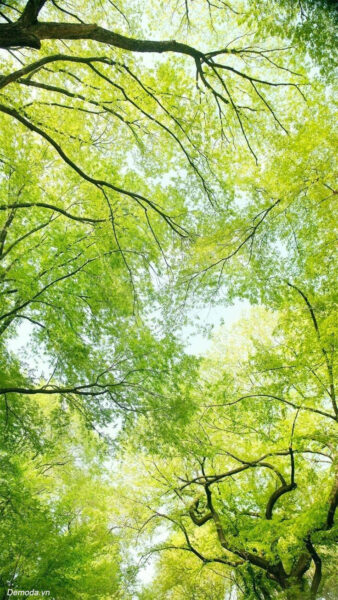 Hình nền phong thủy mệnh mộc cho điện thoại