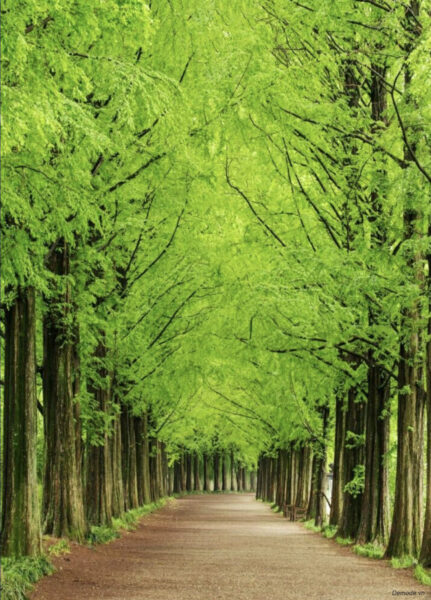 Hình nền phong thủy mệnh mộc cực đẹp