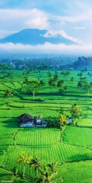 Hình nền phong thủy mệnh mộc đẹp cho điện thoại