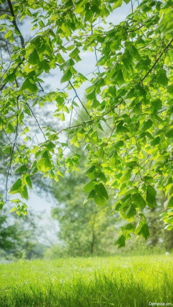 Hình nền phong thủy mệnh mộc màu xanh