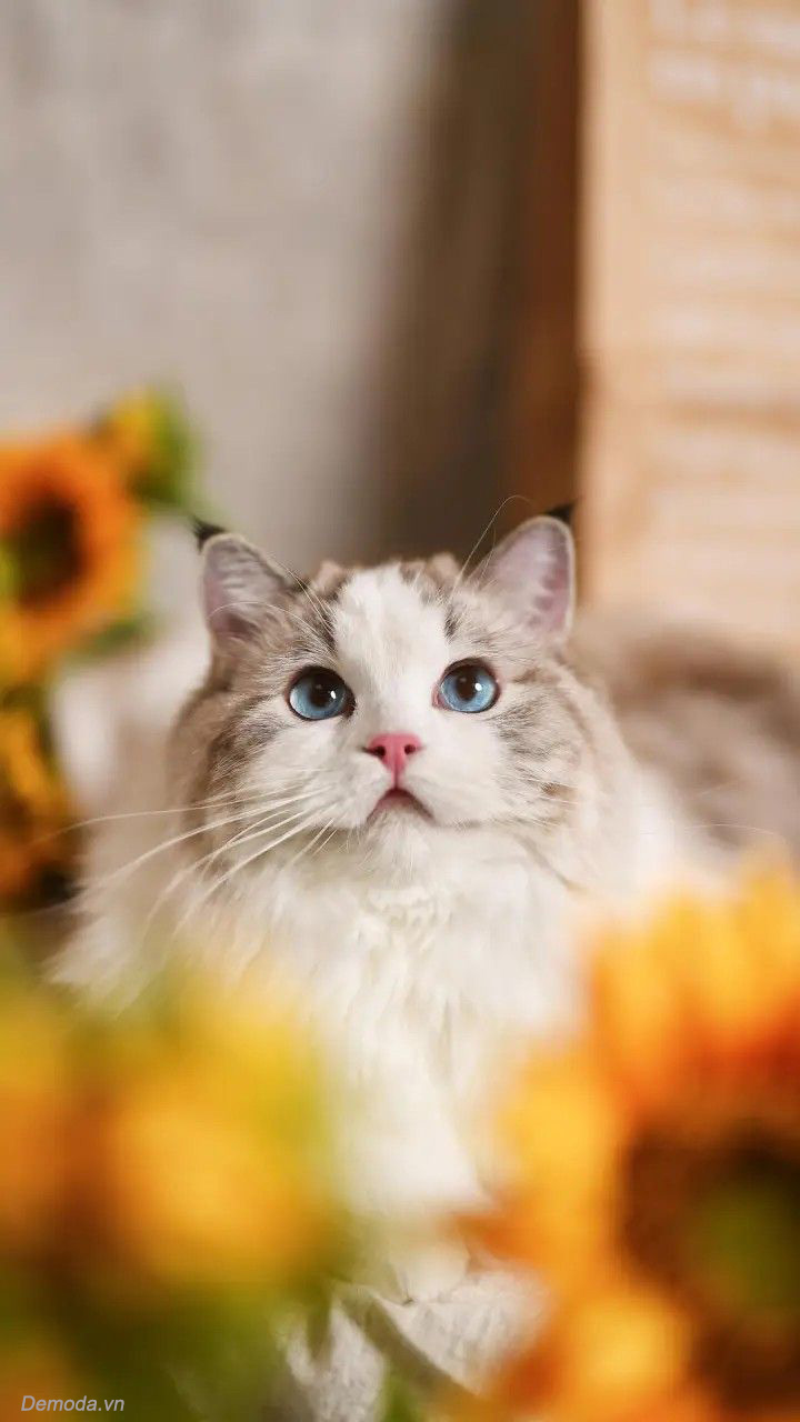 Top 25+ Hình Ảnh Mèo Con Dễ Thương Đáng Yêu Nhất
