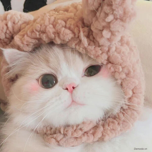Hình ảnh mèo cute đẹp