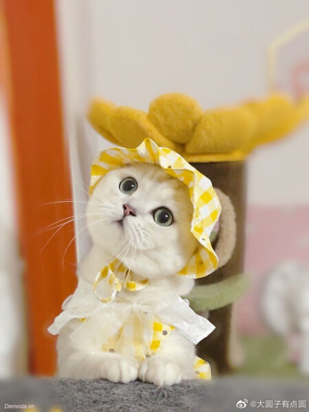 Hình ảnh mèo cute trong trẻo quá đi
