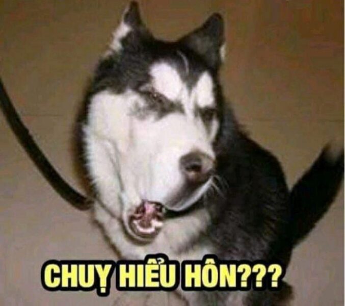 Ảnh meme chú chó ngộ nghĩnh