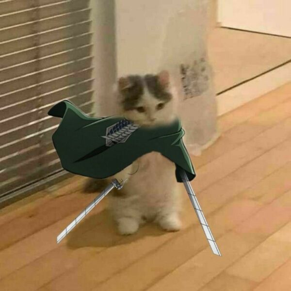 Ảnh mèo cầm phóng lợn choàng khăn