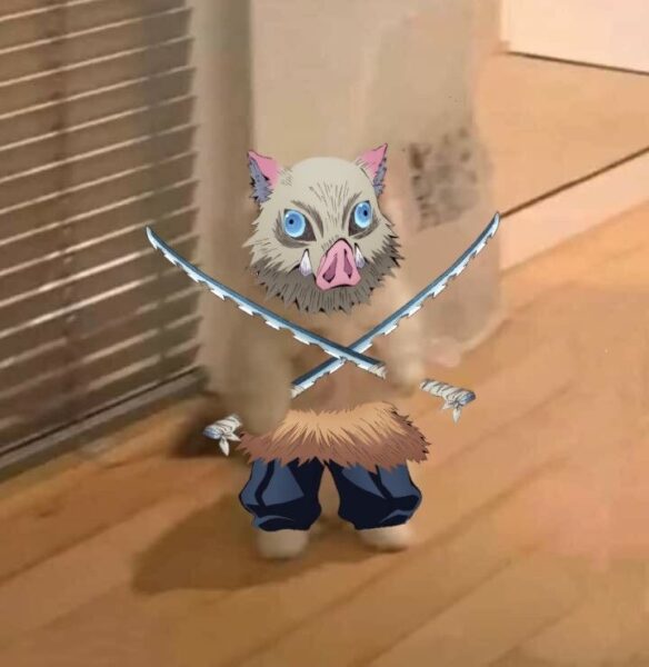 Ảnh mèo cầm phóng lợn hóa trang