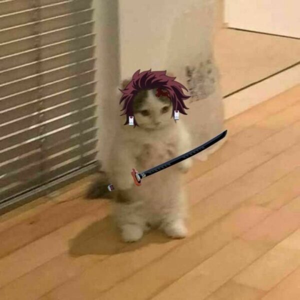 Ảnh mèo cầm phóng lợn siêu hài