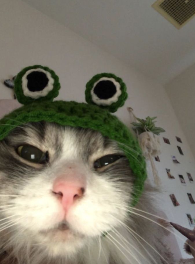 Mèo đội mũ cưng xỉu là hình ảnh đáng yêu được rất nhiều người yêu thích trên mạng xã hội. Với chiếc mũ trên đầu, chú mèo trông rất dễ thương và đáng yêu. Hãy xem ngay để thư giãn và cùng nhau trầm trồ với sự dễ thương của chú mèo này.