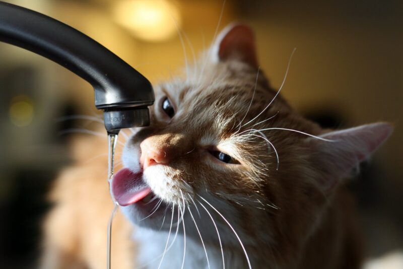 Ảnh mèo ngáo đang liếm nước