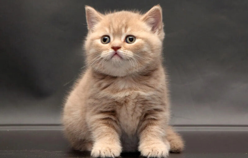 Ảnh mèo ngáo đang ngồi nhìn ngơ ngác