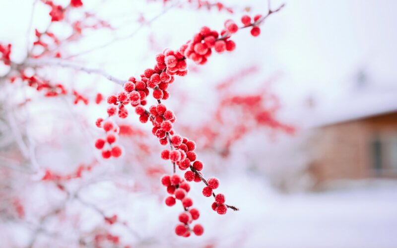 hình ảnh chào tháng 12 nhành hoa đỏ trong tuyết