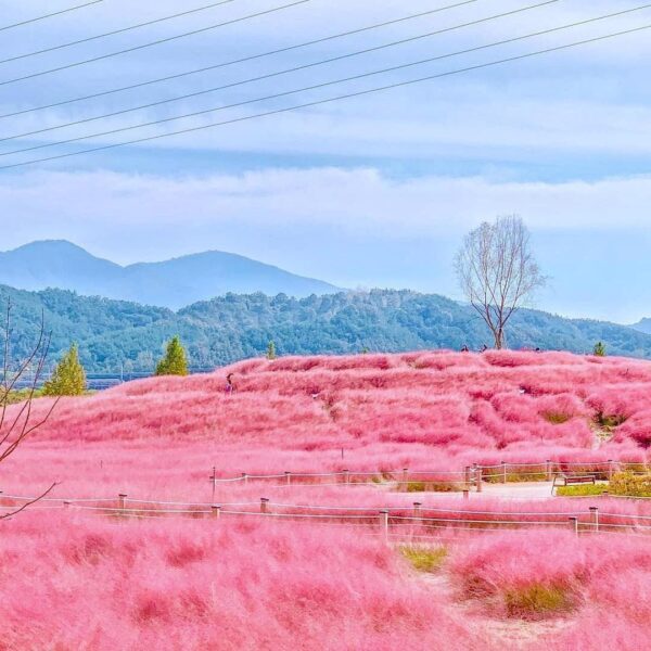 Hình ảnh Hàn Quốc đẹp ấn tượng với vườn cỏ hồng