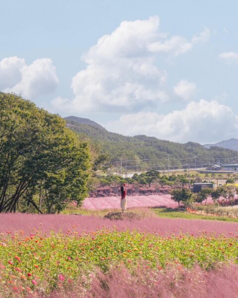 Hình ảnh Hàn Quốc đẹp nơi vườn cỏ hồng