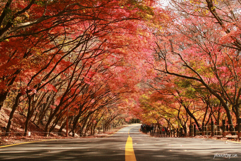 Hình ảnh Hàn Quốc về mùa thu