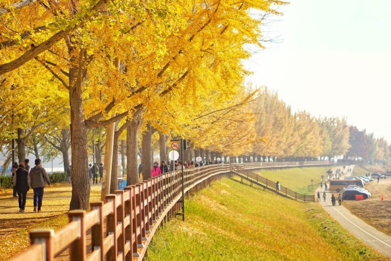 Hình ảnh Hàn Quốc về mùa thu tuyệt đẹp