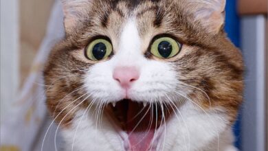 Hình ảnh mèo ngáo