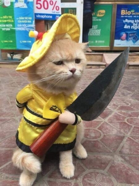 Hình ảnh mèo ngáo tay cầm dao