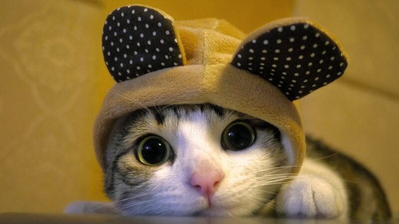 Hình mèo ngáo đội mũ tai mèo