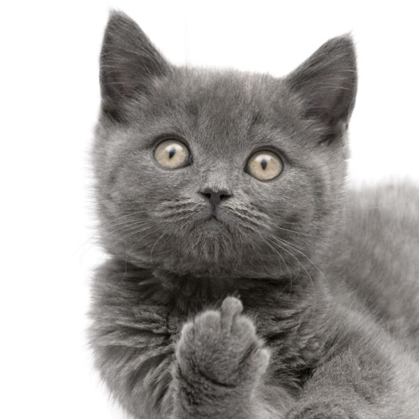 Hình mèo ngáo giơ 1 ngón tay