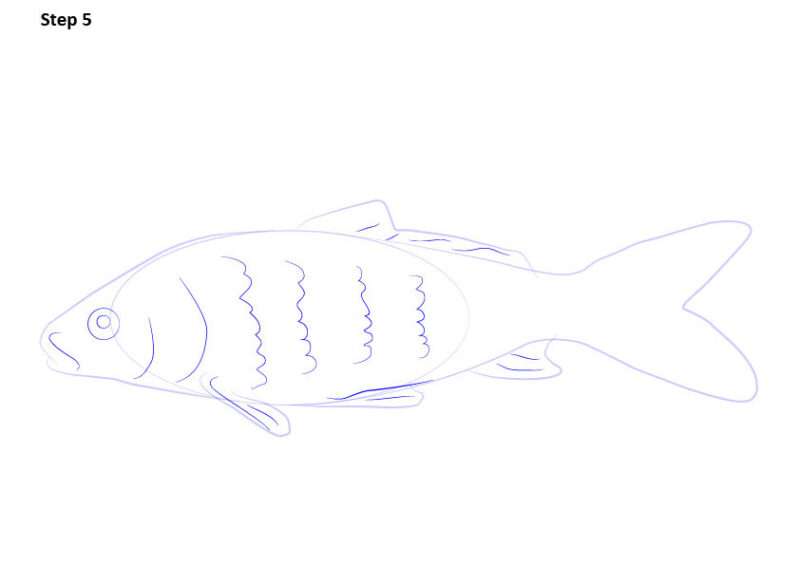 Cách vẽ cá chép bước 5