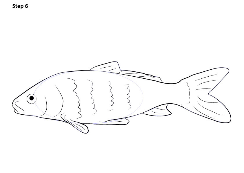 Hình Vẽ Cá Chép Cách Vẽ Cá Chép Đẹp Dễ Như Xơi Bánh  thivao10