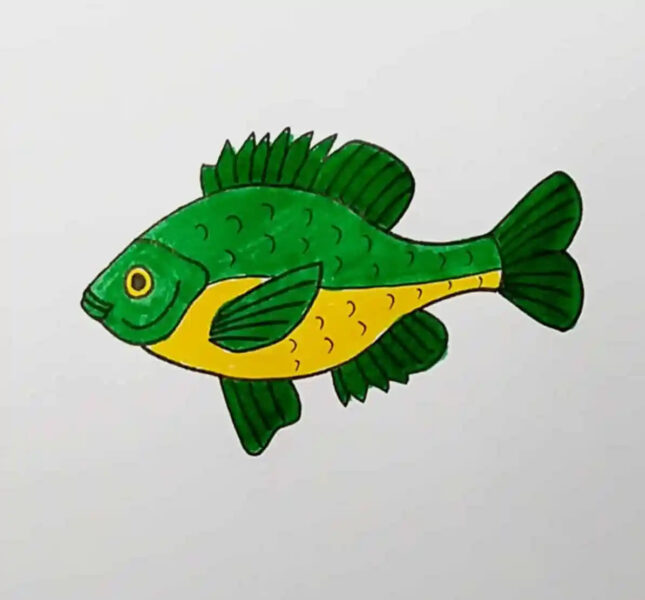 Cách vẽ con cá hoạt hình cá rô phi