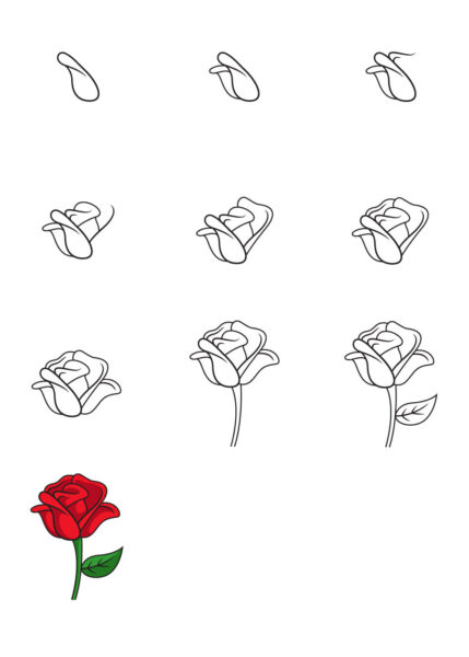 Cách vẽ hoa hồng màu đỏ