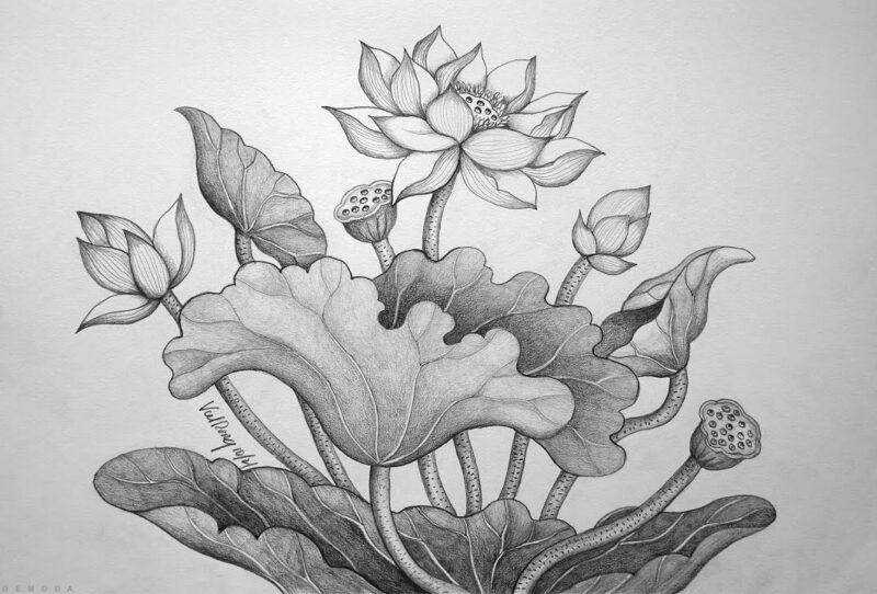 cách vẽ hoa sen bằng chì
