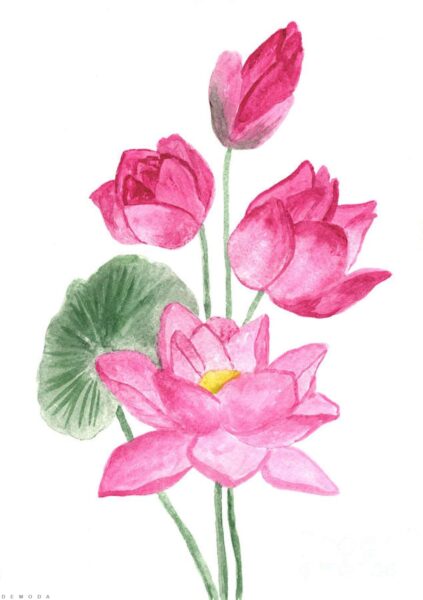 cách vẽ hoa sen đẹp đơn giản nhất