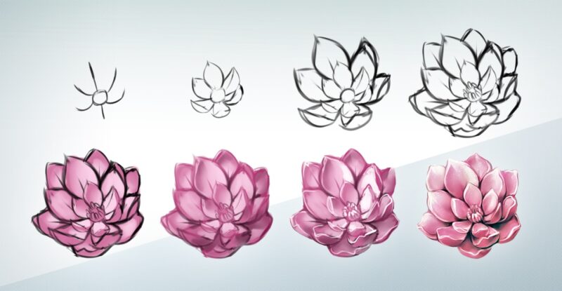 Cách vẽ hoa sen nhiều cánh đơn giản