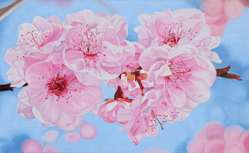 Hình vẽ bông hoa anh đào