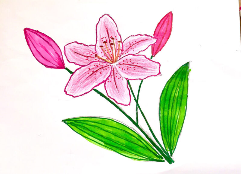 Hình vẽ bông hoa loa kèn