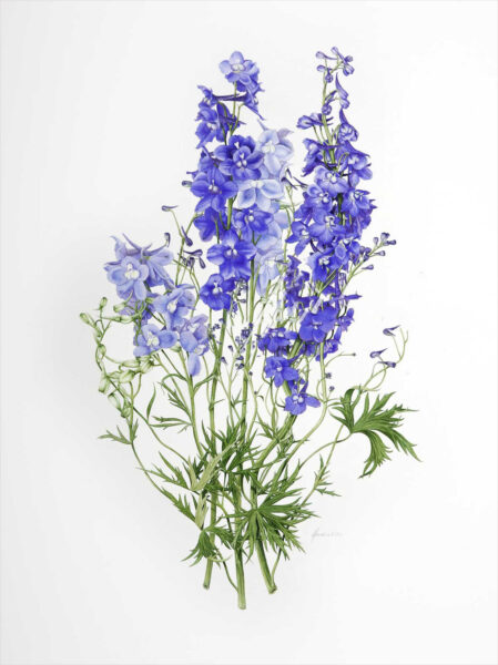 Hình vẽ bông hoa violet tím