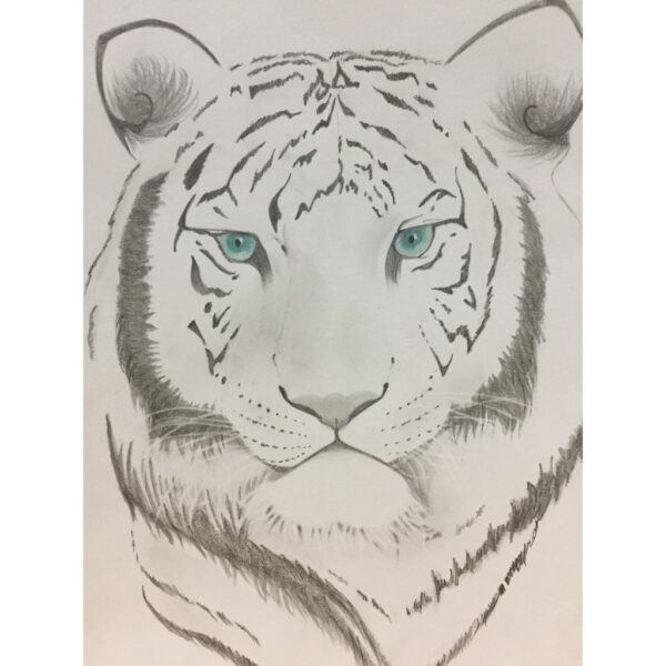 Hình vẽ con vật con hổ đang nằm