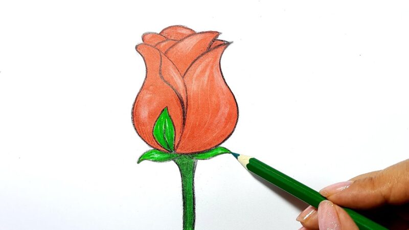 Hình vẽ hoa hồng bằng bút chì màu