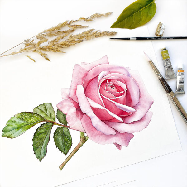 Hình vẽ hoa hồng đang nở rực rỡ