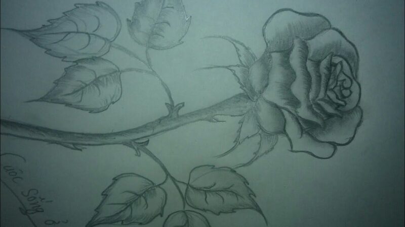 Hình vẽ hoa hồng đẹp bằng bút chì kèm chú thích