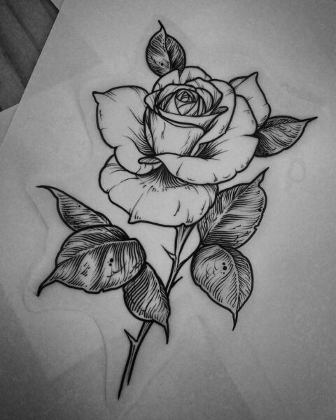 Hình vẽ hoa hồng đẹp bằng bút chì nhìn là thích