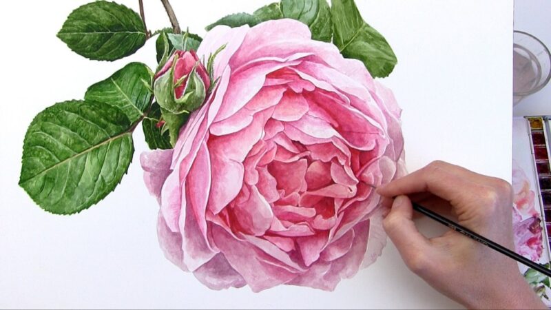 Hình vẽ hoa hồng tô từng nét khéo léo