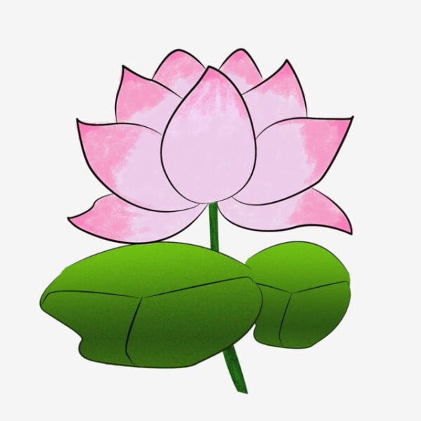 Hình vẽ hoa sen cánh to