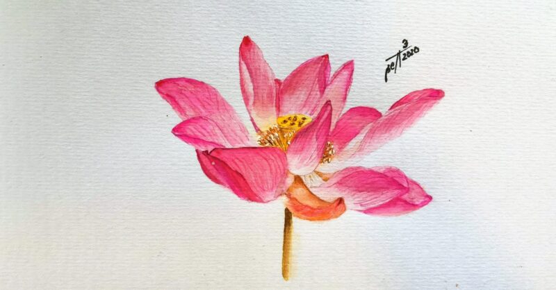 Hình vẽ hoa sen đang nở