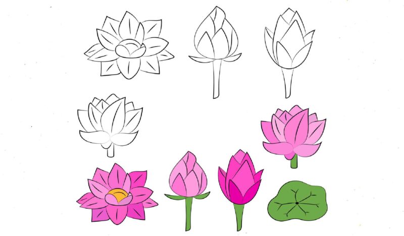 Hình vẽ hoa sen từng bước một