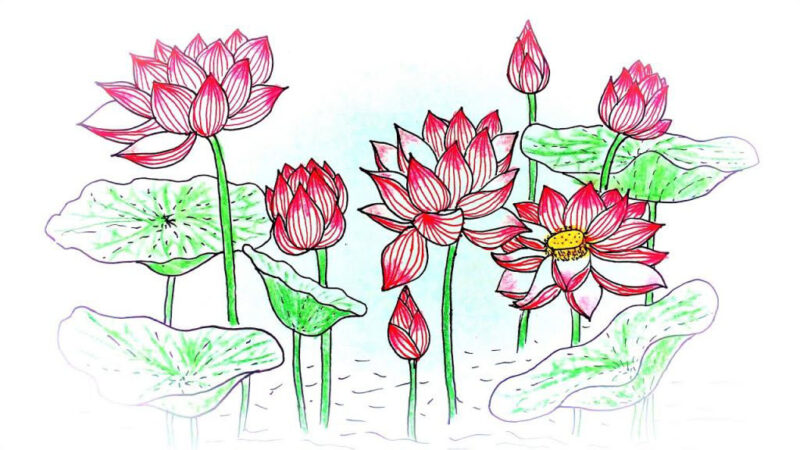 Hình vẽ hoa sen vươn lên khoe sắc