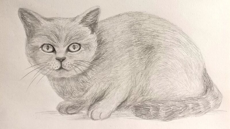 Hình vẽ mèo cụp đuôi