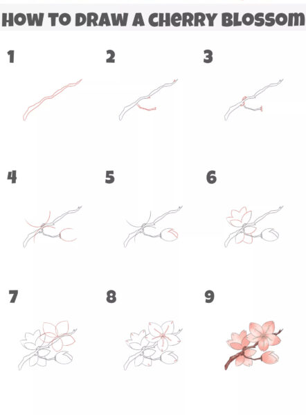 Cách vẽ hoa anh đào dành cho người mới học vẽ